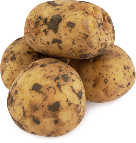 Картофель белый